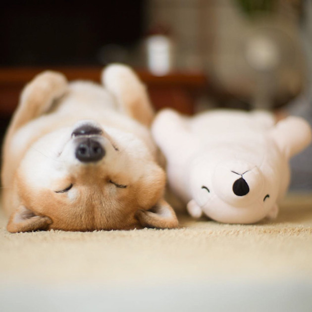 shiba-inu-maru-sleeps-with-bear-1