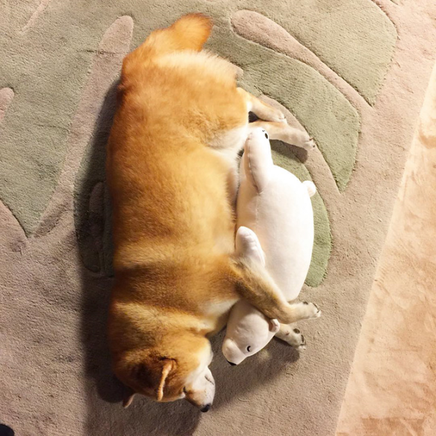 shiba-inu-maru-sleeps-with-bear-10