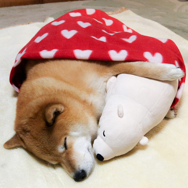 shiba-inu-maru-sleeps-with-bear-2