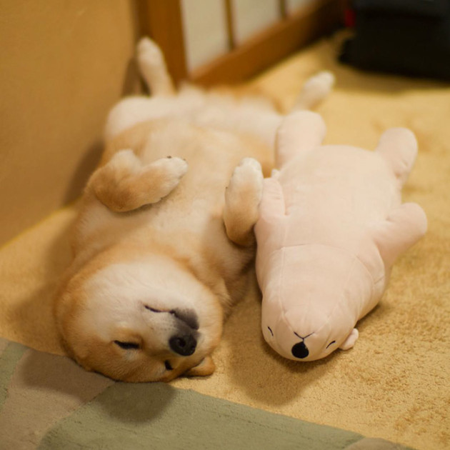 shiba-inu-maru-sleeps-with-bear-3