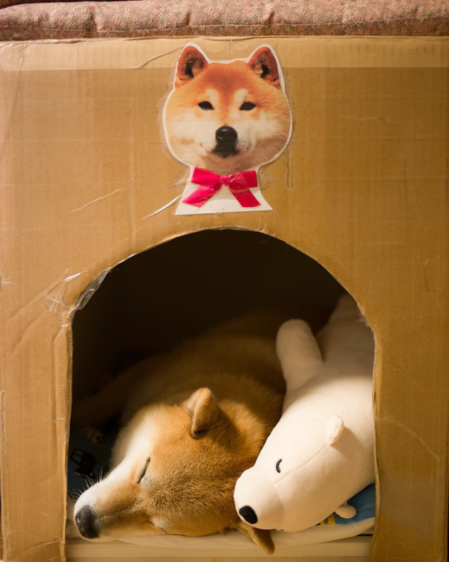 shiba-inu-maru-sleeps-with-bear-4