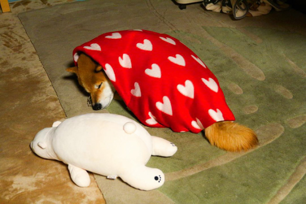 shiba-inu-maru-sleeps-with-bear-5