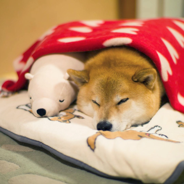 shiba-inu-maru-sleeps-with-bear-6