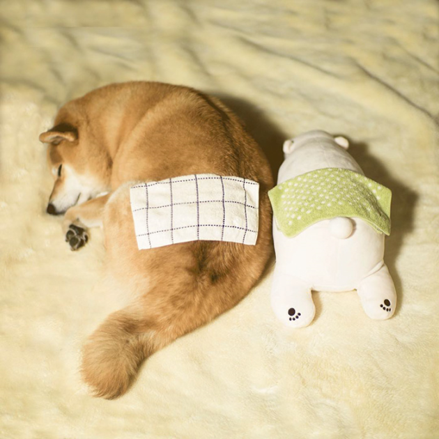shiba-inu-maru-sleeps-with-bear-7