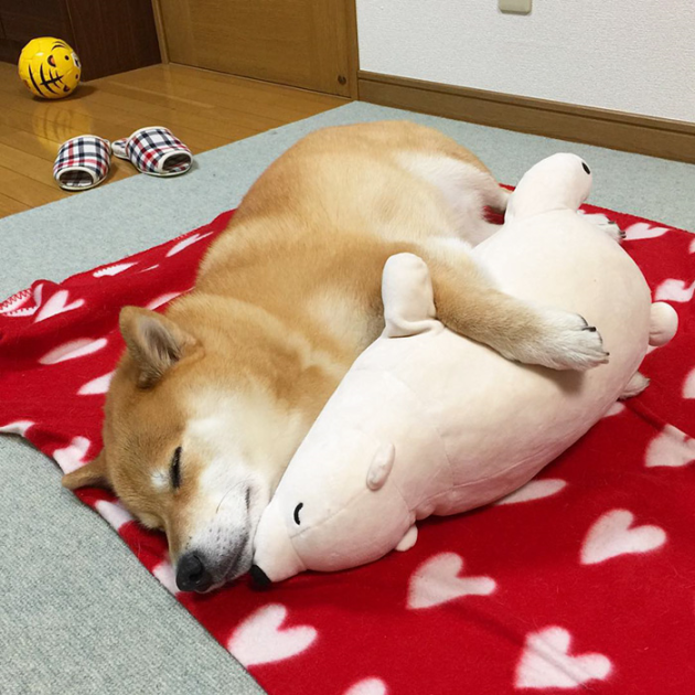 shiba-inu-maru-sleeps-with-bear-8