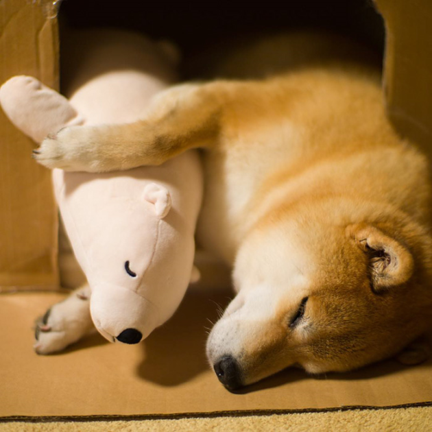 shiba-inu-maru-sleeps-with-bear-9