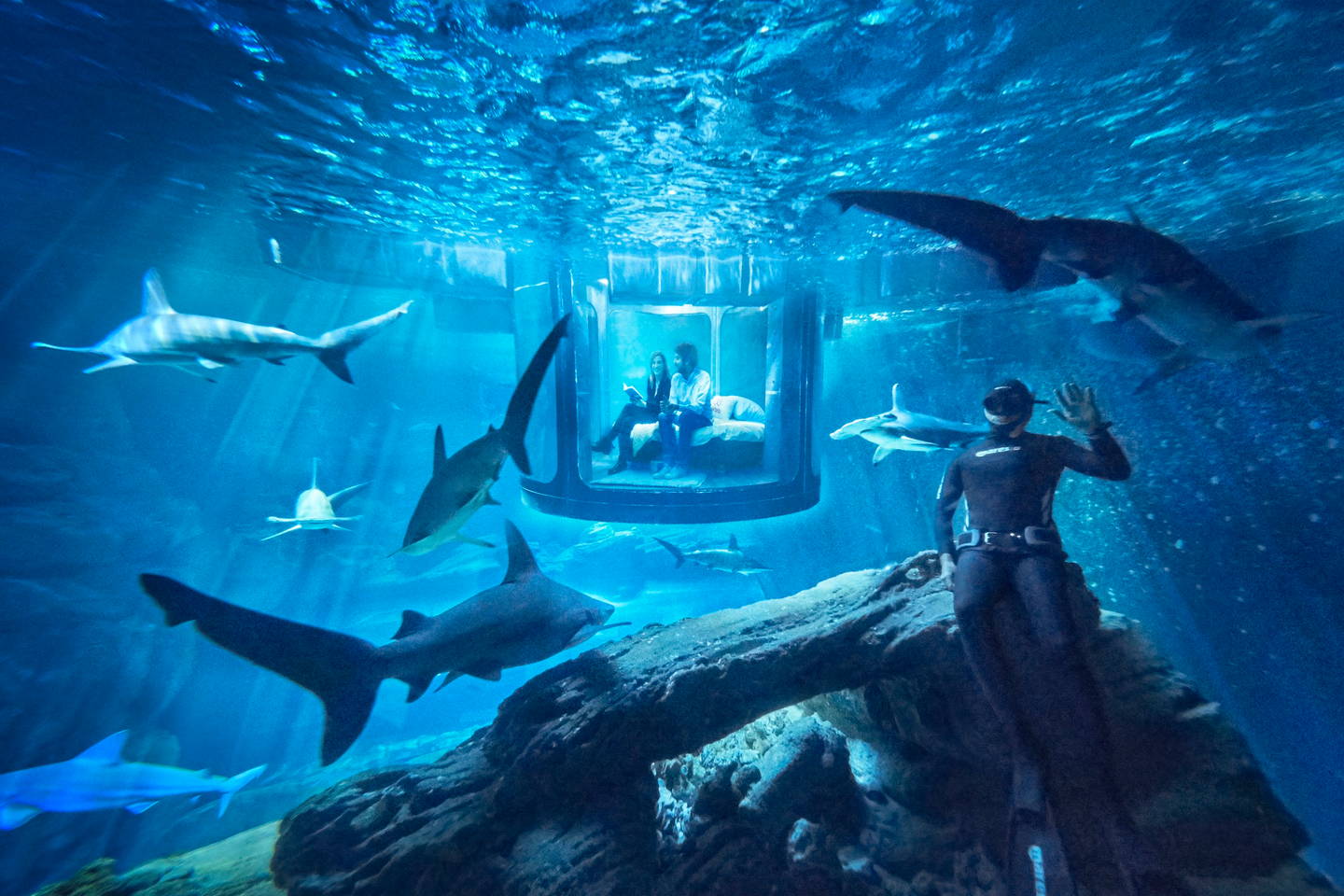 Airbnb Shark Aquarium