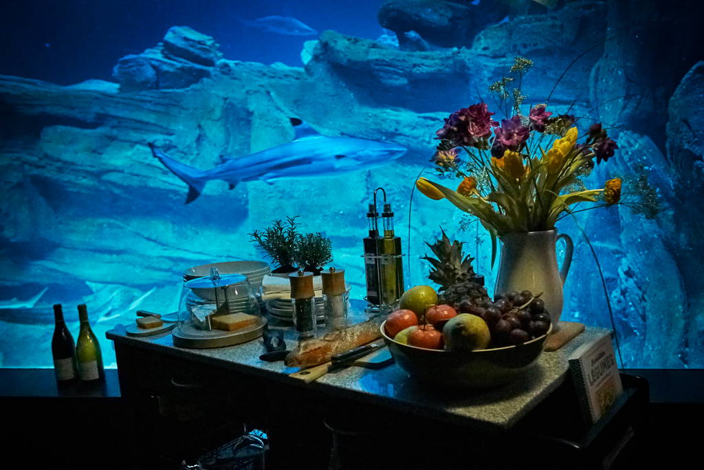 Airbnb Shark Aquarium