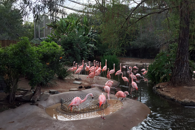 San Diego Zoo Safari Park